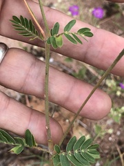 Kallstroemia grandiflora