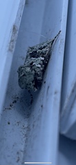 Lacinipolia