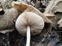 Pluteus phlebophorus