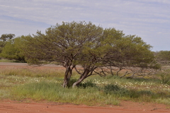 Acacia grasbyi