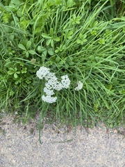 Achillea millefolium