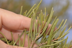 Acacia grasbyi