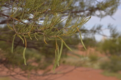 Acacia grasbyi
