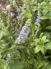 Veronica longifolia