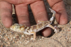 Teratoscincus przewalskii