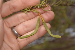 Acacia grasbyi