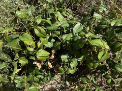 Toxicodendron rydbergii
