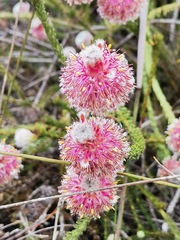 Serruria trilopha