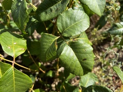 Toxicodendron rydbergii