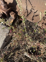 Atriplex tatarica