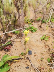 Disperis villosa