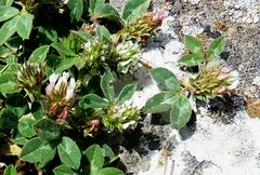 Trifolium scabrum