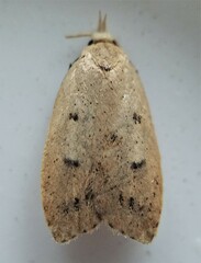 Machimia tentoriferella