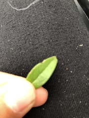 Ligustrum ovalifolium