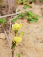 Disperis villosa
