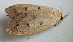 Machimia tentoriferella