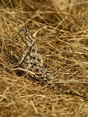 Agama aculeata