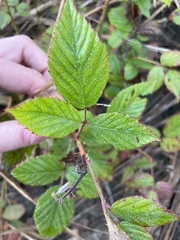 Rubus pensilvanicus