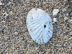 Gafrarium pectinatum