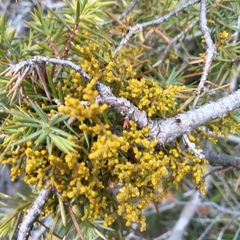 Arceuthobium oxycedri