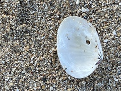 Gafrarium pectinatum