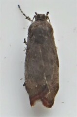 Choreutis pariana