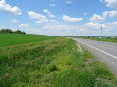 Plantago depressa