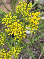 Gutierreziinae