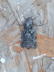 Prionoxystus robiniae