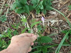 Ruellia pedunculata