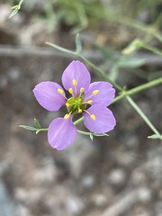 Fagonia laevis