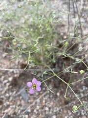 Fagonia laevis