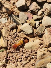 Microhodotermes viator