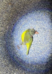 Geothlypis philadelphia