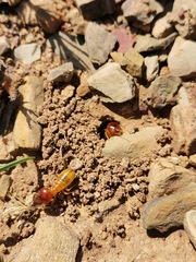 Microhodotermes viator