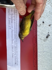 Geothlypis philadelphia