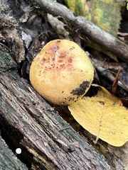 Gymnopilus luteus