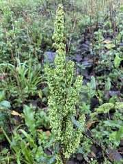 Rumex acetosa