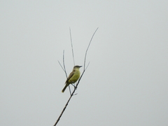 Machetornis rixosa
