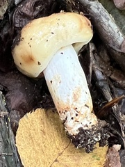Gymnopilus luteus