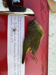 Geothlypis philadelphia