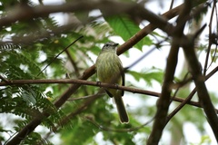 Myiopagis gaimardii