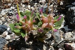 Trifolium spumosum