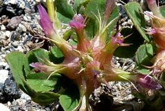 Trifolium spumosum
