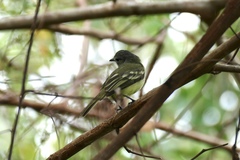 Myiopagis gaimardii