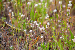 Masticophis lateralis lateralis