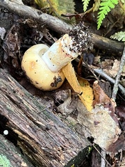 Gymnopilus luteus