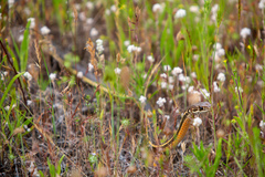 Masticophis lateralis lateralis