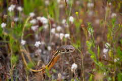 Masticophis lateralis lateralis