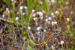 Masticophis lateralis lateralis